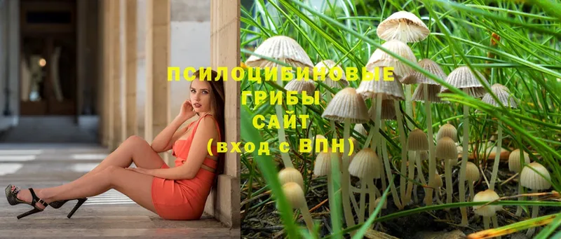 Псилоцибиновые грибы Psilocybe  KRAKEN   Рязань 